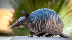 armadillo.jpg